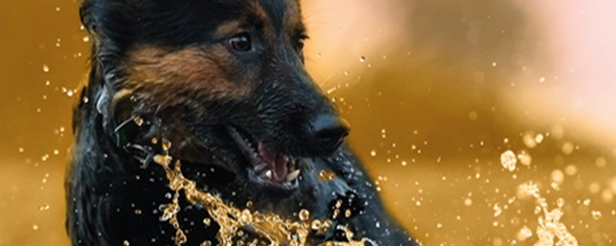 Titel Neu Hund_ohne Text