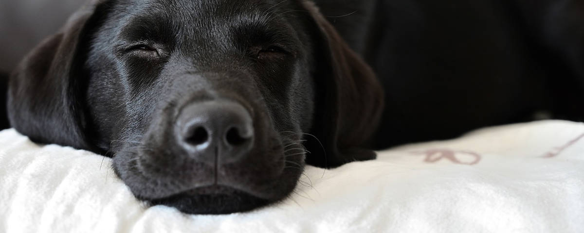 müder Hund 2 - Hund7004193_1280