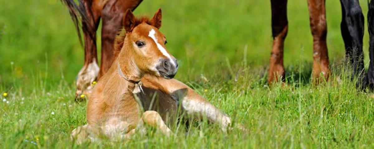 Junges Fohlen im Gras