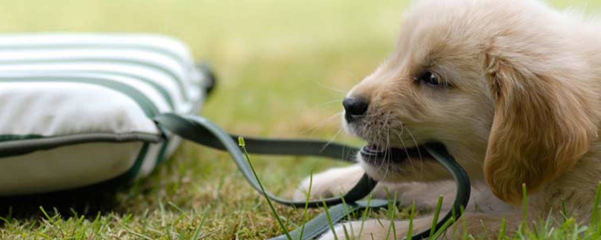 Junger Hund am spielen