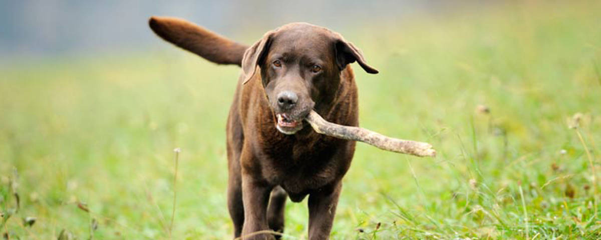 Hund mit Stöckchen
