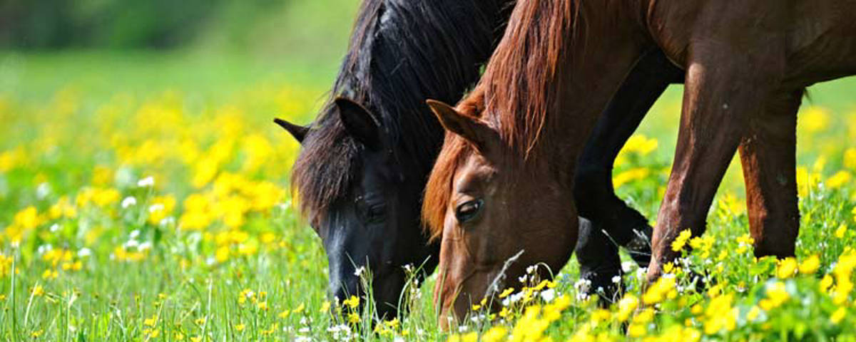 Zwei Pferde am grasen