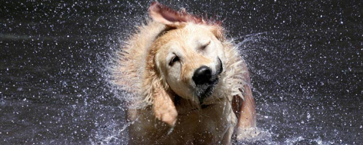 Sich schüttelnder Hund