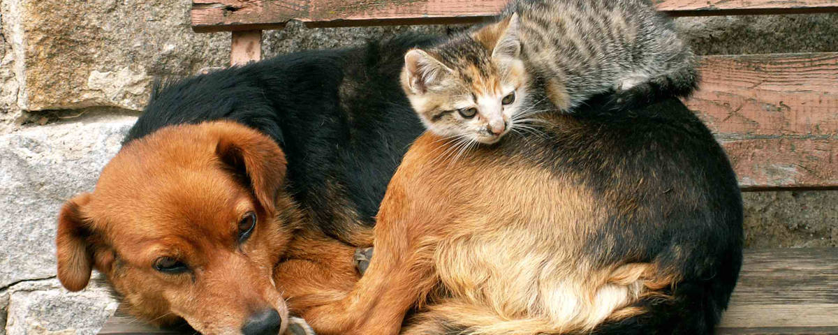 Hund Katze auf einer Bank