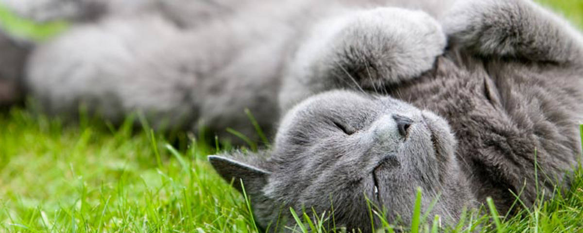 Katze schläft selig im Gras