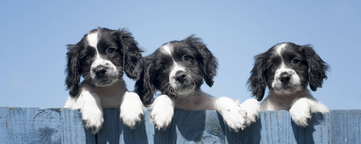 Hundewelpen
