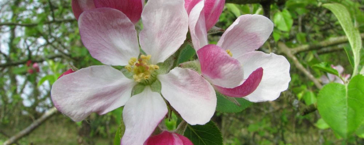 Bachblüten neu