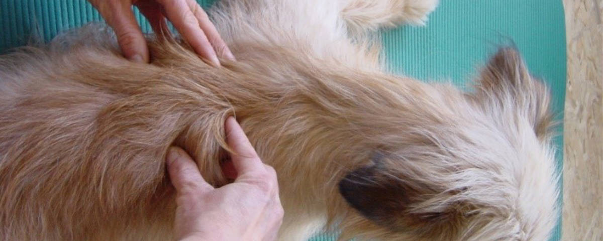 Z_myofasziale Triggerpunkttherapie